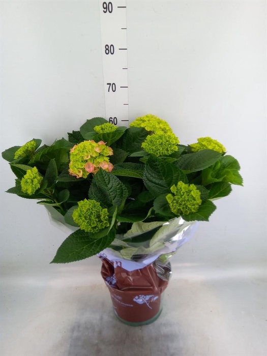 <h4>Hydrangea mac. 'Magical Amethyst'</h4>