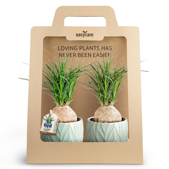 <h4>2-Pack Leaf Ocean, Beaucarnea</h4>