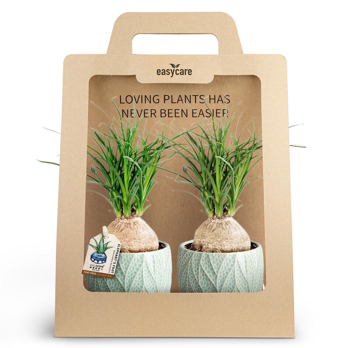 2-Pack Leaf Ocean, Beaucarnea P10