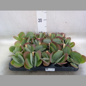 Kalanchoe NF thyrsiflora