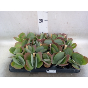 Kalanchoe NF thyrsiflora