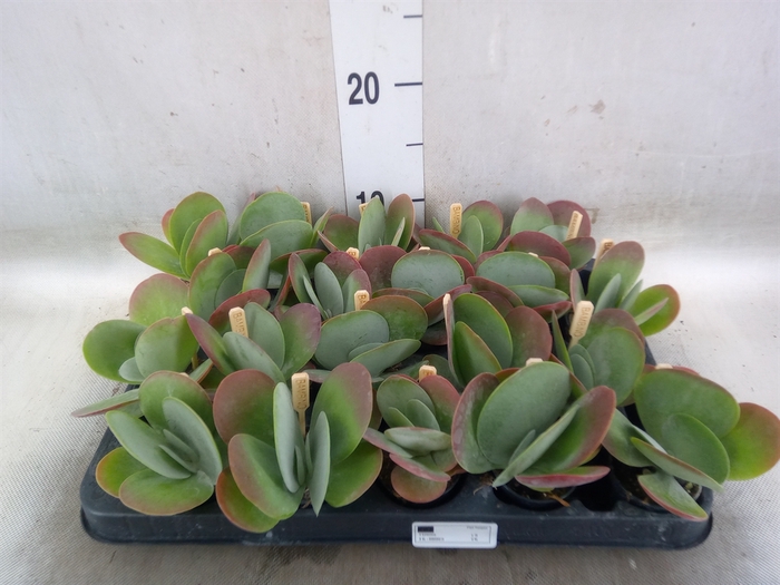 <h4>Kalanchoe NF thyrsiflora</h4>