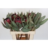 Protea Barbigera Ruby Princess Air