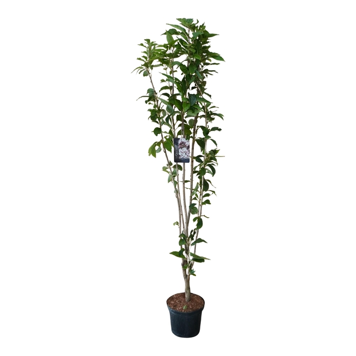 <h4>Prunus ser. 'Amanogawa' struik</h4>