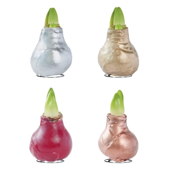 <h4>Amaryllis TOW Gloss Mixed 8x1, rode bloem, Tray408</h4>