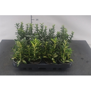 Euonymus 9 Cm. P. Japonica Gemengd