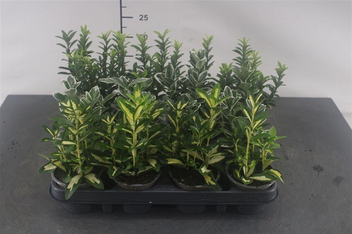 <h4>Euonymus 9 Cm. P. Japonica Gemengd</h4>