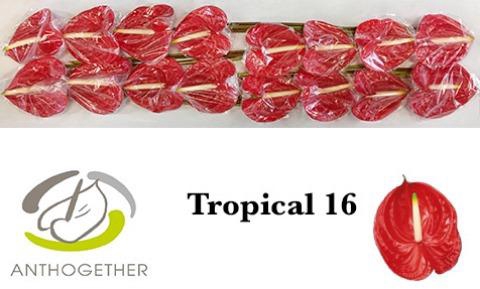 <h4>Anthurium Tropical</h4>