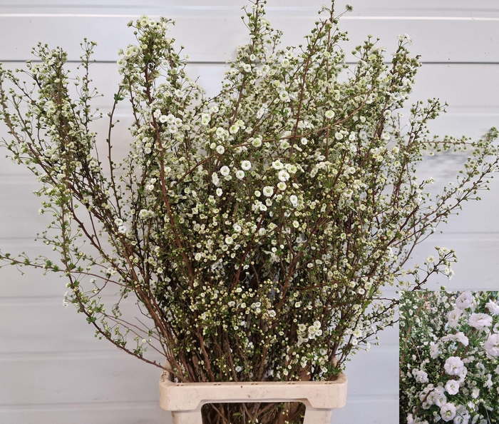 <h4>SPIR PRUN PLENA</h4>