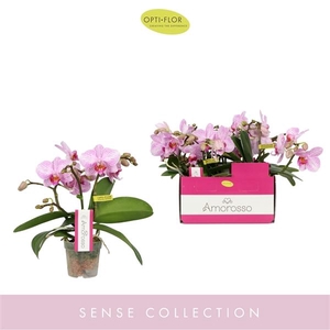 Phalaenopsis Multifloratypes overig roze