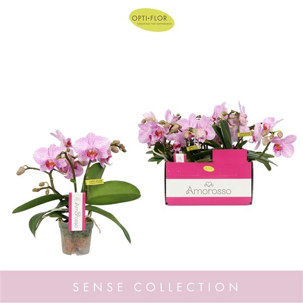 <h4>Phalaenopsis Multifloratypes overig roze</h4>
