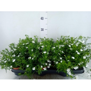 Lobelia erin. 'LagunTrail White'