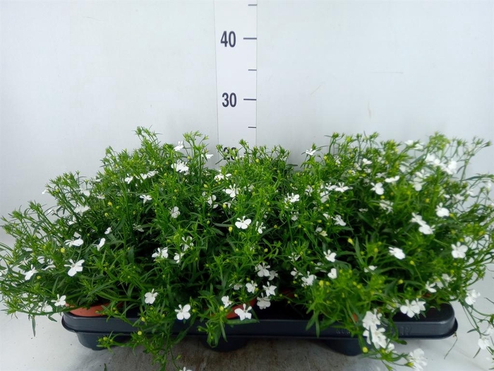 <h4>Lobelia erin. 'LagunTrail White'</h4>