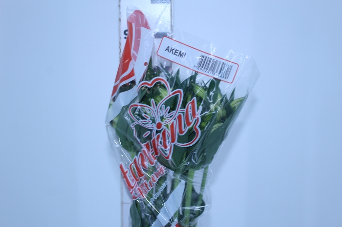 ALSTROEMERIA AKEMI 080 CM