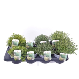 Thymus mix