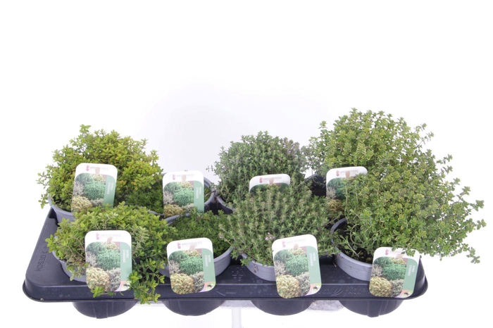 <h4>Thymus mix</h4>