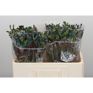 Anigozanthos Celebrations Firework