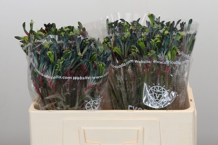 <h4>Anigozanthos Celebrations Firework</h4>