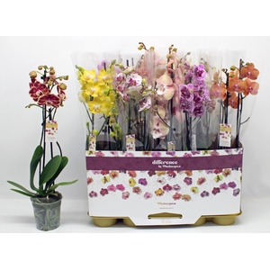 PHAL GEM