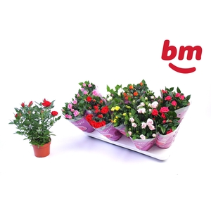 RO B MONDE GEM 7 SRT