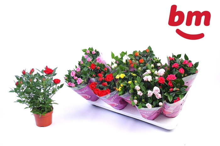 <h4>RO B MONDE GEM 7 SRT</h4>