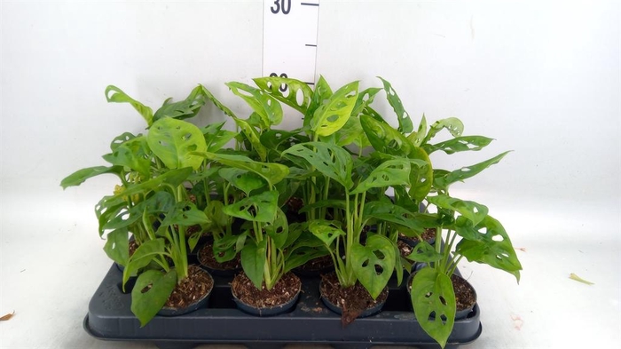 <h4>Monstera obliqua 'Leichtlinii'</h4>