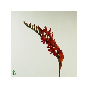 Crocosmia 'Lucifer'