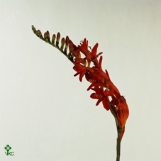 <h4>Crocosmia 'Lucifer'</h4>
