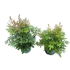 Astilbe