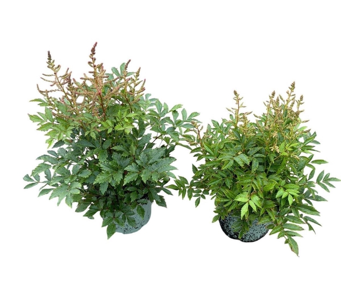 <h4>Astilbe</h4>