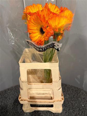 <h4>Ge Gr Catwalk</h4>