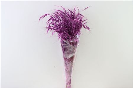 <h4>Dried Avena Salv Purple Bunch</h4>