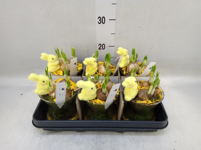 <h4>Arr. Narcissus</h4>