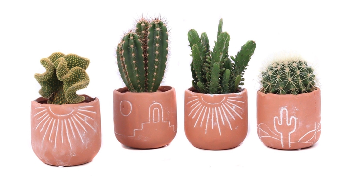 <h4>Cactus mix 8,5 cm in Merzouga keramiek</h4>