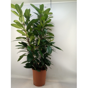 Ficus cyathistipula