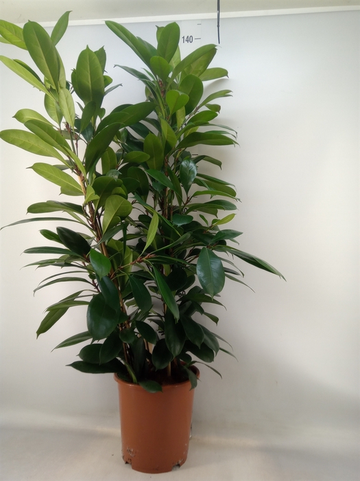 <h4>Ficus cyathistipula</h4>