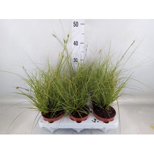 Carex brunnea 'Jubilo'