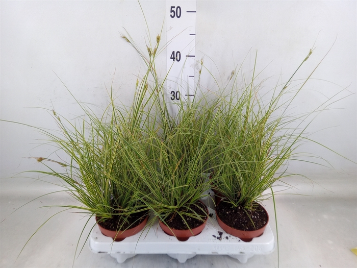 <h4>Carex brunnea 'Jubilo'</h4>