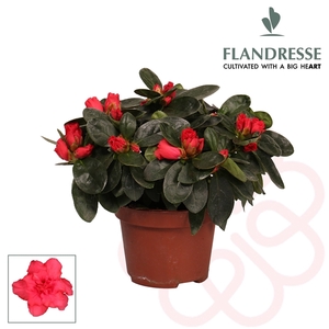 Azalea Flandresse® 'rood' 17+ cm