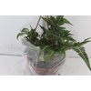 RUMOHRA ADIANTIFORMIS VARIEGATA C21