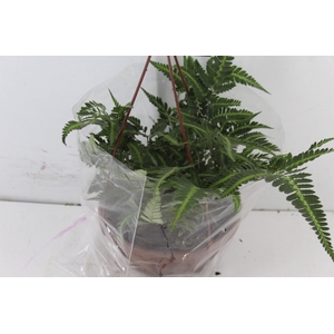 RUMOHRA ADIANTIFORMIS VARIEGATA C21
