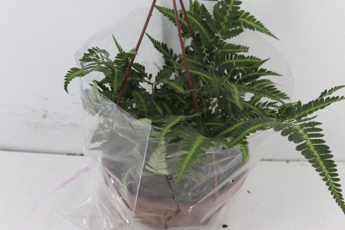 <h4>RUMOHRA ADIANTIFORMIS VARIEGATA C21</h4>