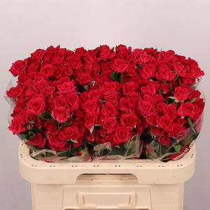 Rosa tr Quincy