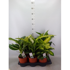 Dieffenbachia   ...mix