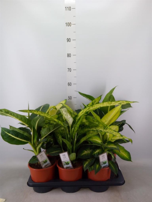 <h4>Dieffenbachia   ...mix</h4>