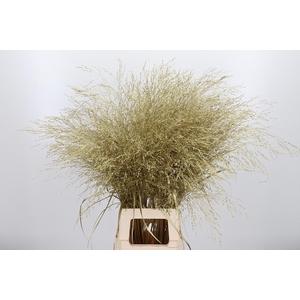 Panicum Kl Bh Goud