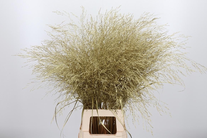 <h4>Panicum Kl Bh Goud</h4>