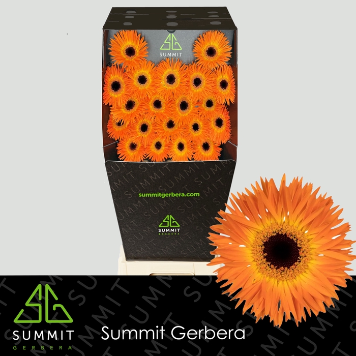 <h4>Germini Spider Leroy Diamond</h4>