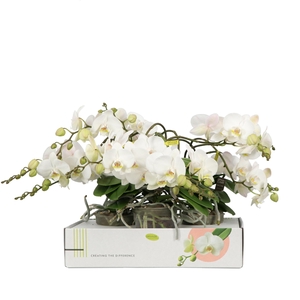 PHAL OPTI FLEXIO WHITE 4 SPIKE