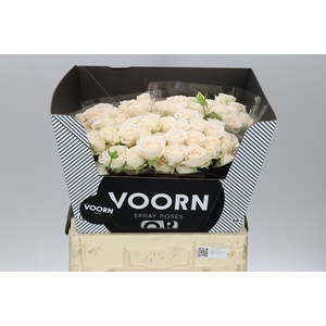 Rosa Tr Sofie
